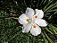 Moreia - Imagem 2