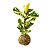 Kokedama Fícus Lyrata - Imagem 1