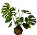 Kokedama Costela de Adão - Imagem 1