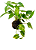 Kokedama Jiboia - Imagem 1
