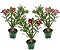 Rosa Do Deserto Pote 15 - Cores Sortidas - Simples / Dobrada - Imagem 3