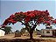 Flamboyant Vermelho - Muda 1,60 a 2,00 metros - Imagem 2