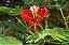 Flamboyant Vermelho - Muda 1,60 a 2,00 metros - Imagem 3