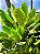 Maranta Charuto - Imagem 3