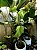 Maranta Charuto - Imagem 2