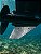 Protetor de Rabeta Overboat Inox para Motores Mercury 30 a 60HP P9009 - Imagem 1