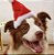 Gorro de Natal em pelúcia para cães - Imagem 2