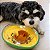 Comedouro lento interativo para pets AbacaPop - Imagem 4
