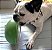Comedouro lento interativo para pets AbacaPop - Imagem 6