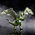 Dungeons & Dragons Dicelings Dragão Verde Hasbro F6754 - Imagem 6