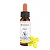 Mustard – Floral de Bach Healingherbs 10ml - Imagem 1