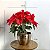 Flor do Natal em Cachepô Metal Rosa Gold - Imagem 4