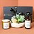 Box Essencial Casa&Verde: Vela Sweet Citrus, Home Spray Sunset, Arranjo de Suculentas e Citrino - Imagem 1