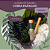 Kuripe Cobra Papagaio - Bambu - Imagem 2