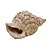 FIGURA DECORATIVA CONCHA - Imagem 1