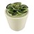 VASO COM SUCULENTA DE CERAMICA 6,7CM X 6,7CM X 6,4CM - Imagem 1