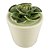 VASO COM SUCULENTA DE CERAMICA 7,3CM X 7,3CM X 9,8CM - Imagem 1