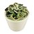 VASO COM SUCULENTA DE CERAMICA 8,5CM X 8,5CM X 9,5CM - Imagem 1