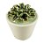 VASO COM SUCULENTA DE CERAMICA 8,5CM X 8,5CM X 10CM - Imagem 1