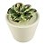 VASO COM SUCULENTA DE CERAMICA 7,4CM X 7,4CM X 8CM - Imagem 1