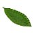 FOLHA DECORATIVA CERÂMICA VERDE 32x12x4cm - Imagem 2