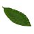 FOLHA DECORATIVA CERÂMICA VERDE 23x10x3cm - Imagem 2