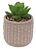 VASO SUCULENTA RUSTIC  CERAMICA E PLASTICO 7,5X10,5CM BEGE - Imagem 1