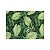 JOGO AMERICANO 2PC ALGODÃO FOLHAS VERDE 33x45cm - Imagem 1