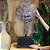 ESCULTURA MASCARA TRIBAL BATAK EM MADEIRA WHITEWASH COM SUPORTE A77CM - Imagem 3