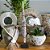 ESCULTURA BALI CONCH ART MESCLA A70CM - Imagem 2