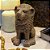 ESCULTURA IMPORTADA BALI LEAO DECORATIVO EM CERAMICA A30CM - Imagem 3