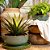 BACIA VIETNAMITA CERAMICA IMPORTADA ITALIA PP MOSS GREEN D28XA13CM - Imagem 4