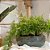 BACIA VIETNAMITA CERAMICA IMPORTADA ITALIA PP MOSS GREEN D28XA13CM - Imagem 3