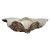 CONCHA DECORATIVA EM RESINA BRANCO E MARROM 26CM X 15,8CM X 7,5CM - Imagem 1