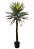 ÁRVORE DRACENA 160CM IMPORTADA - Imagem 1
