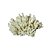 CORAL DECORATIVO BEGE EM RESINA COLEÇÃO OCEAN & ART  L13CM X A08CM - Imagem 1