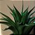 ÁRVORE AGAVE PERMANENTE L12CM X A57CM X P12CM - Imagem 3