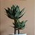 ÁRVORE AGAVE PERMANENTE L18CM X A96CM X P18CM - Imagem 3