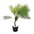 ÁRVORE CYCAS PALMEIRA PERMANENTE L36CM X A87CM X P36CM - Imagem 1