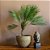 ÁRVORE CYCAS PALMEIRA PERMANENTE L36CM X A87CM X P36CM - Imagem 2