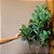 ÁRVORE FICUS ELASTICA PERMANENTE L60CM X A165CM X P60CM - Imagem 3