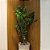 ÁRVORE FICUS PERMANENTE TOQUE REAL L84CM X A185CM X P84CM - Imagem 2