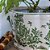 FLOREIRO IMPORTADO PORCELANA BRANCO E VERDE ANTIQUE SYLVA D33CM X A15CM - Imagem 2