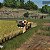 Farming Simulator 25 Xbox Series X|S Código Digital - Imagem 5