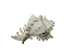Concha Do Mar Artificial (Siratus) - Imagem 1