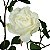 Galho De Rosas Brancas - Imagem 2