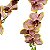 Galho De Orquídea Phalaenopsis - Imagem 2