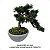 Bonsai Cipreste Cedro Artificial Premium Luxo Grande 40cm - Imagem 4