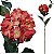 Hortensia Aveludada Artificial Premium 75CM Coral - Imagem 1