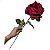 Rosa Inglesa Artificial Queen Anne Premium Luxo 72CM - Imagem 7